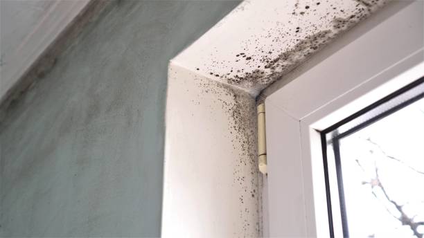 Best Mold Removal and Inspection  in Red Springs, NC