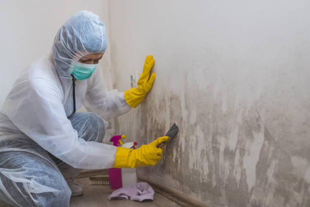 Mold Removal and Inspection in Red Springs, NC
