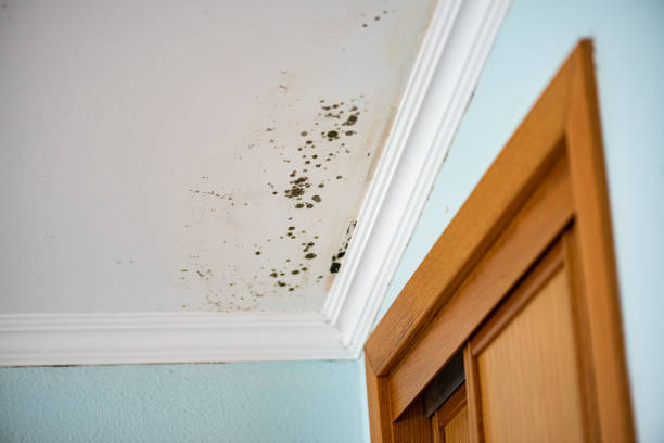 Best Local Mold Removal Service  in Red Springs, NC