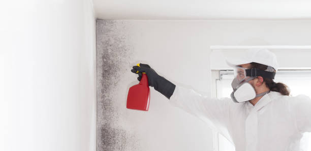 Best Attic Mold Removal  in Red Springs, NC