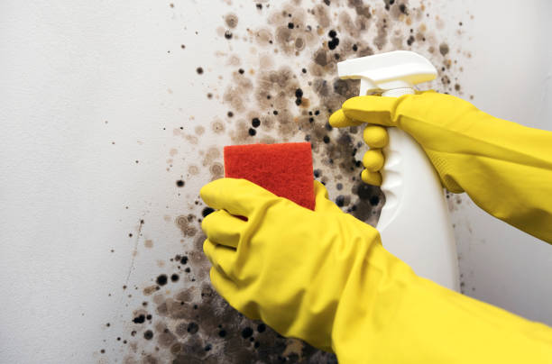 Best Black Mold Removal  in Red Springs, NC