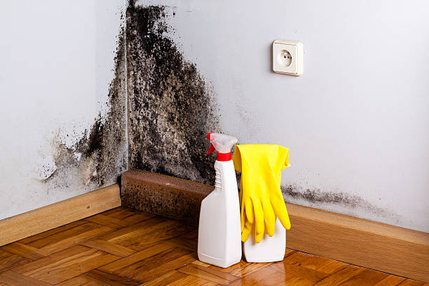 Best Residential Mold Removal  in Red Springs, NC