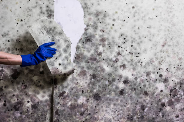 Best Toxic Mold Removal  in Red Springs, NC